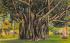 Banyan Trees in the Sunshine State, FL, USA Misc, Florida Postcard