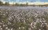 Water Hyacinths in FL, USA Misc, Florida Postcard
