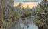 The Ocklawaha River Misc, Florida Postcard