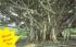Flordia Banyan Tree Misc, Florida Postcard