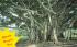 Florida Banyan Tree Postcard