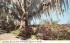 Spanish Moss and Colorful Azaleas in FL, USA Misc, Florida Postcard