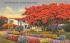 Royal Poinciana Tree and Home Miami, Florida Postcard