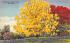 The Golden Shower Tree in FL, USA Misc, Florida Postcard