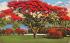 A Royal Poinciana Tree in Full Bloom, FL, USA Misc, Florida Postcard