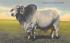Brahman Bull in Florida Pastures, USA Postcard