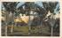 A Garden of Travelers Palms, FL, USA Misc, Florida Postcard