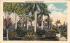 Five Species of Palms Misc, Florida Postcard