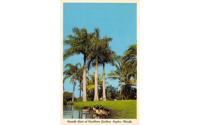 Canada Geese at Caribbean Gardens Naples, Florida Postcard