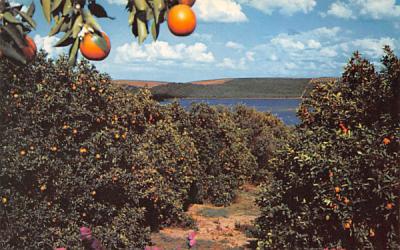 Florida Orange Grove Scene Postcard