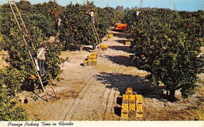 Orange Picking Time in Florida, USA Postcard