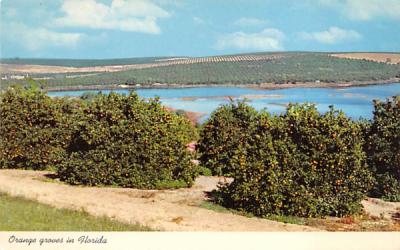 Orange groves in Florida, USA Postcard