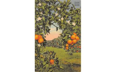 Florida Orange Groves Postcard