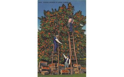 Picking Oranges in Sunny Florida, USA Postcard