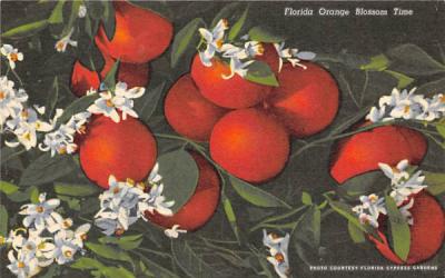 Florida Orange Blossom Time Postcard