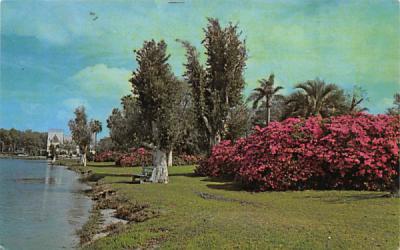 Azaleas and Palms along the shores of Lake Ivanhoe Orlando, Florida Postcard