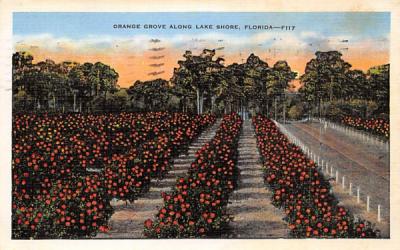 Orange Grove along Lake Shore, FL, USA Orange Groves, Florida Postcard