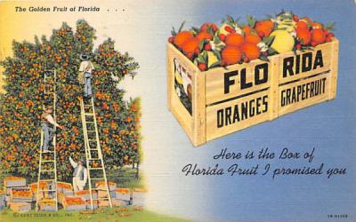 The Golden Fruit of Florida? Postcard