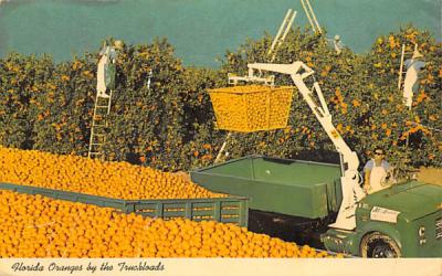 Florida Oranges by the Truckload Postcard