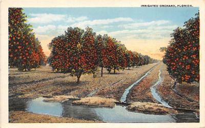 Irrigated Orchard, FL, USA Orange Groves, Florida Postcard