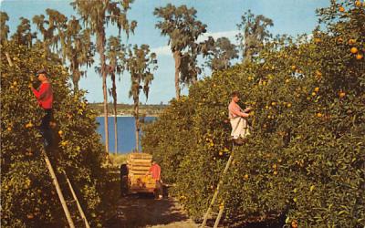 Picking Oranges in Florida, USA Postcard