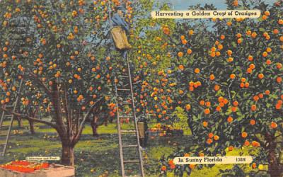 Golden Crop of Oranges in Sunny Florida, USA Postcard