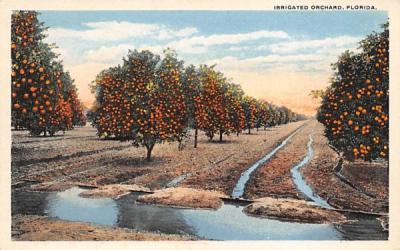 Irrigated Orchard Orange Groves, Florida Postcard