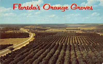 Florida's Orange Groves, USA Postcard