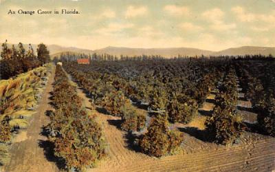 An Orange Grove in Florida, USA Postcard