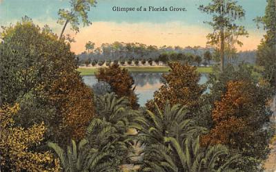 Glimpse of a Florida Grove, USA Postcard