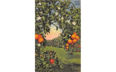Florida Orange Groves, USA Postcard