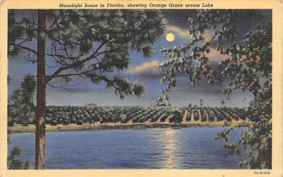 Moonlight Scene in Florida, USA Postcard