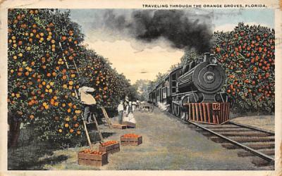 Traveling Through The Orange Groves, FL, USA Florida Postcard