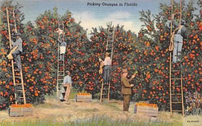 Picking Oranges in Florida, USA Postcard