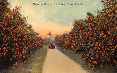 Motoring through an Orange Grove, FL, USA Orange Groves, Florida Postcard