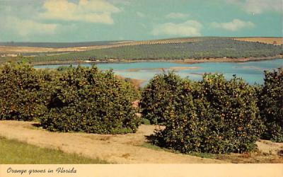 Orange Groves in Florida, USA Postcard