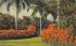 Orange and Palm Trees Orange Groves, Florida Postcard