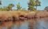 Near Ormond Beach,  Florida alligator rests on Tomoka River Postcard