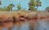Near Ormond Beach, Florida alligator rests Tomoka River Postcard