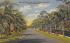 Beautiful Palm Drive, John Anderson Highway Ormond Beach, Florida Postcard