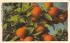 A Cluster of Oranges, FL, USA Orange Groves, Florida Postcard