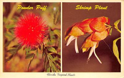 Florida Tropical Plants Postcard