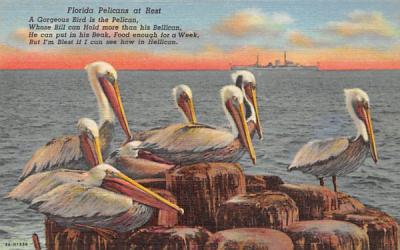 Florida Pelicans at Rest Postcard