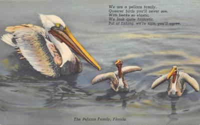 The Pelican Family, FL, USA Pelicans, Florida Postcard
