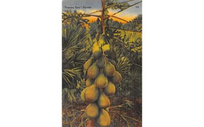 Papaya Tree Florida Postcard