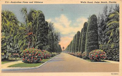 Australian Pines and Hibiscus, Wells Road Palm Beach, Florida Postcard
