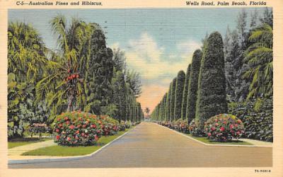 Australian Pines and Hibiscus, Wells Road Palm Beach, Florida Postcard