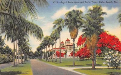 Royal Poinciana and Palm Trees Palm Beach, Florida Postcard