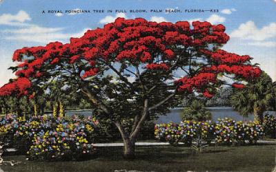 A Royal Poinciana Tree in Full Bloom, FL, USA Palm Beach, Florida Postcard