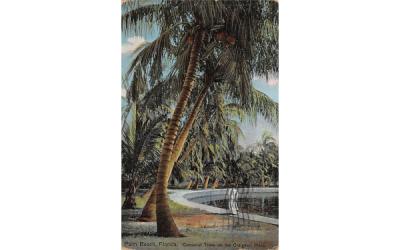 Cocoanut Trees on the Craignan Place Palm Beach, Florida Postcard